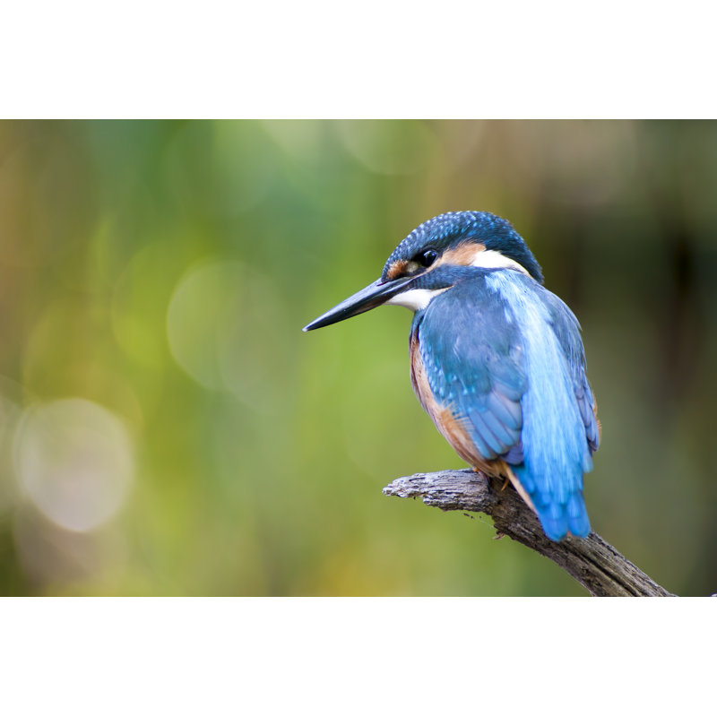 Kingfisher - Alcedo Atthis by Mcech - Wrapped Canvas Print, 51cm H x 76cm W x 3.8cm D