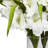 Gladiola Arrangement in Vase