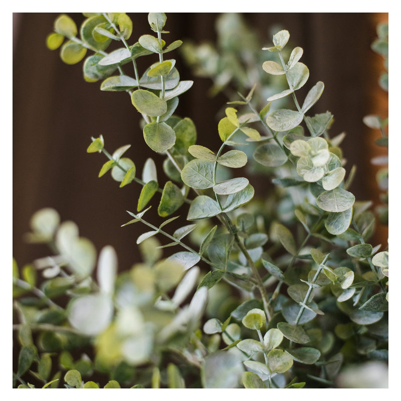 Tige de eucalyptus rustique, 5 tiges