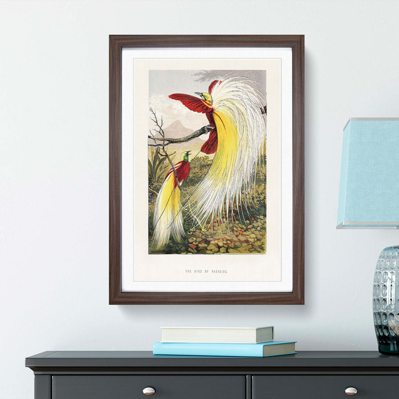 Two Birds of Paradise by Benjamin Fawcett - Framed Print, Walnut Framed, 87cm H x 62cm W x 2cm D