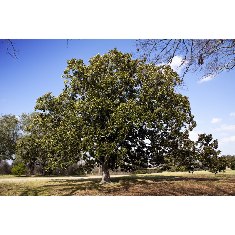Magnolia par Fstop123, H 24 po x l 36 po