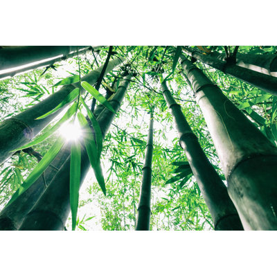 Bamboo Tree - Photographie sur toile tendue
