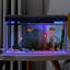12L Fish Tank With Filter And Light, Rectangular Aquarium With Filter And Oxygen Supply, LED Light, Mini Fish Tank Tabletop Decoration For Home Office Living Room