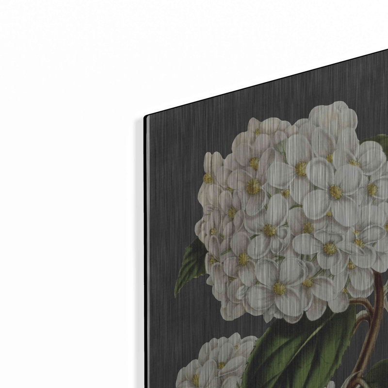 " Hydrangea " by Lettered & Lined