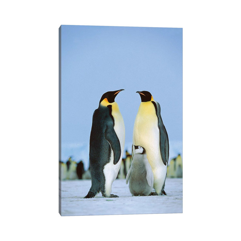 Emperor Penguin Family, Antarctica by Konrad Wothe - Wrapped Canvas Print, 101.6 cm H x 66.04 cm W