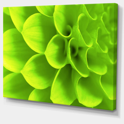 Photographie florale de pétales de fleurs vertes - Pétales verts