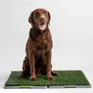Wicker Pet Bed