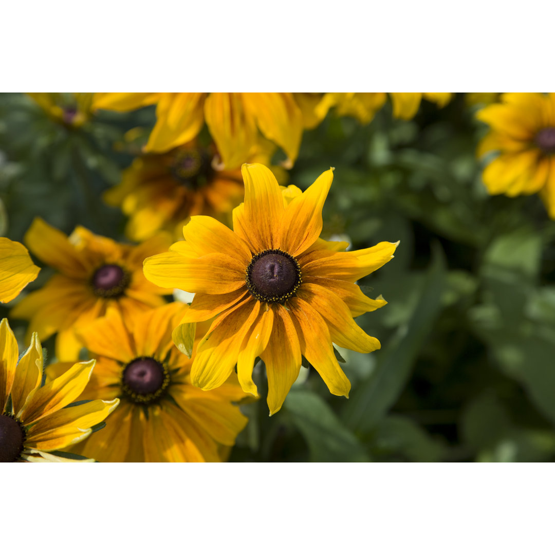 Black-eyed Susan von AYImages - Druck auf Leinwand ohne Rahmen