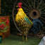 Statue de coq en métal 28 po H