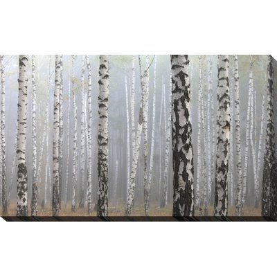 « birchinging environ iii », impression sur toile tendue