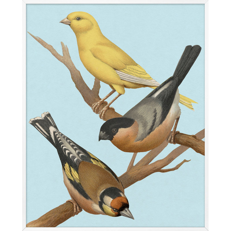 Perched 2' Framed Graphic Art Print on Glass