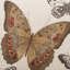 Madame Butterfly Fabric-53164043