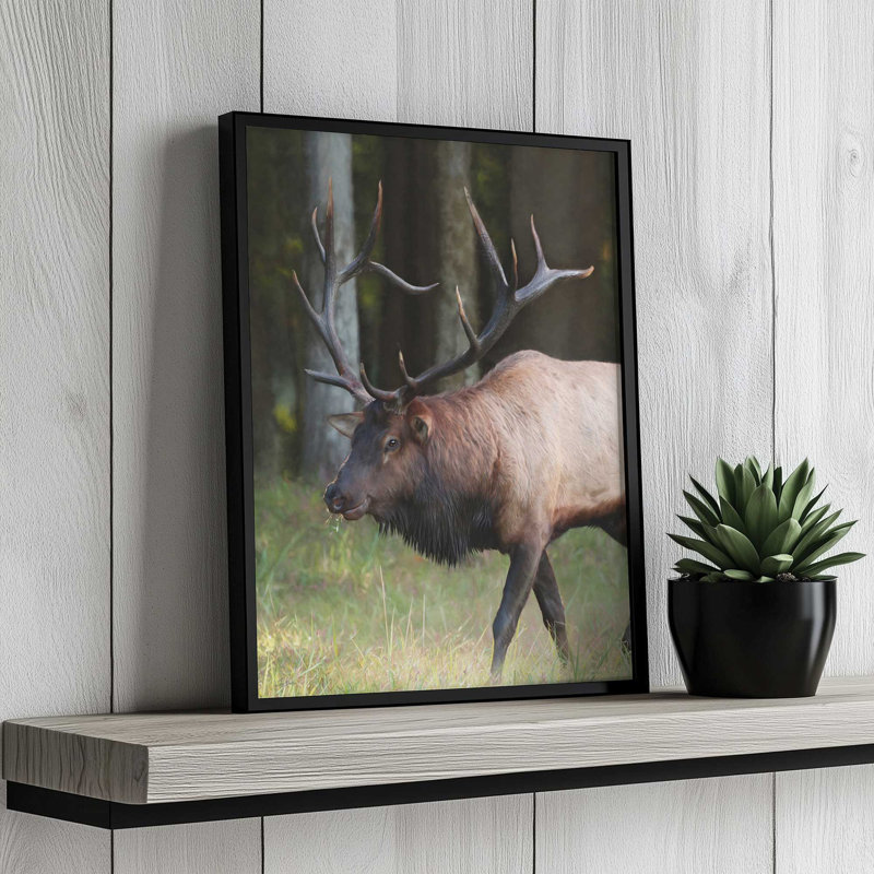 «Cherokee Elk I» par Lori Deiter, reproduction d'art, L 30 x H 40, Noir, Impression encadrée