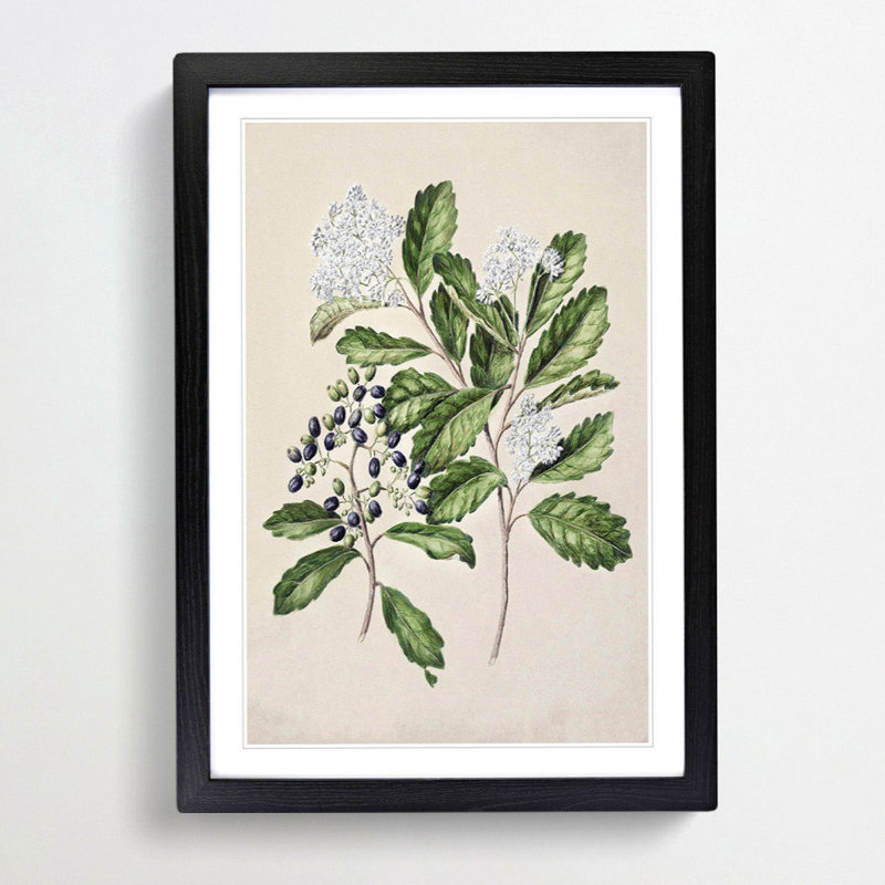 Kaikomako Flowers by Sarah Featon - Framed Print, Black Framed, 36cm H x 27cm W x 2cm D
