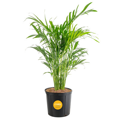 Cat Palm in Nursery Pot