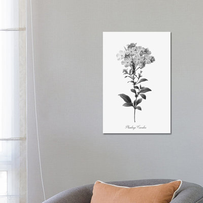 Simply Cape Leadwort by Kelly Donovan - Wrapped Canvas Painting