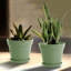 Planter-921737029