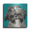 «Girly Shih Tzu» par Carolee Vitaletti-1369569383