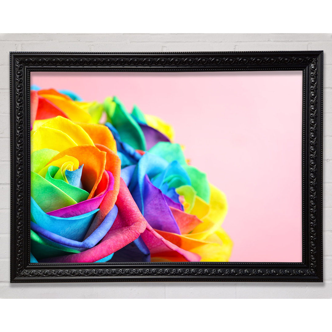 Regenbogen Nahaufnahme Rose - Druck