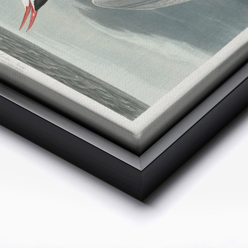 John James Audubon - sterne arctique, Black Framed, Canvas, 16"H x 20"W
