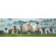 «Flock of Sheep - Farm Animals Landscape», reproduction d'art encadrée