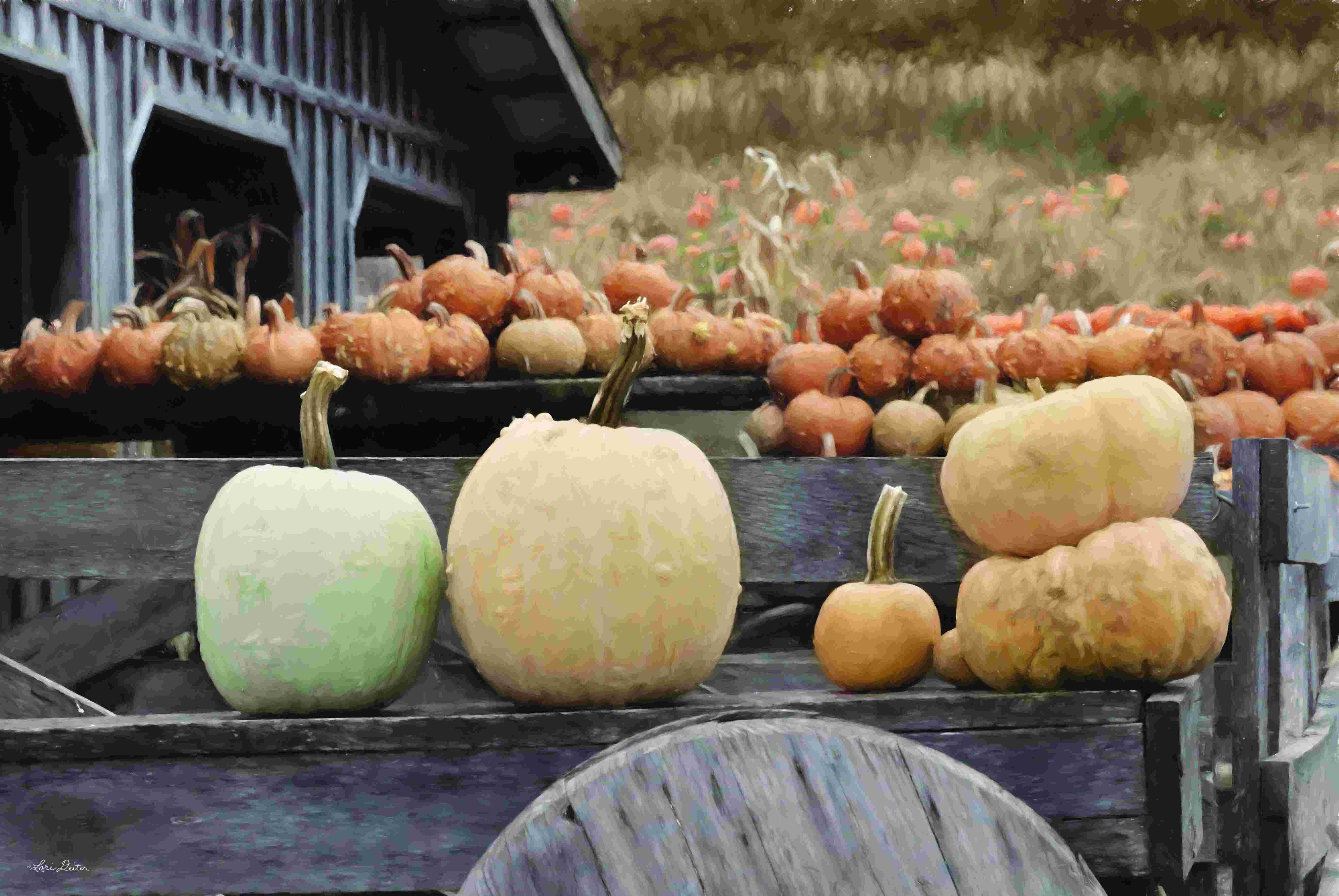 Gracie Oaks Autumn Pumpkin Harvest - Wrapped Canvas Photograph | Wayfair
