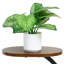 8-Tier Lighted Indoor Plant Stand With Grow Lights, Tree-Shaped Metal Display Rack For Living Room And Balcony Decor