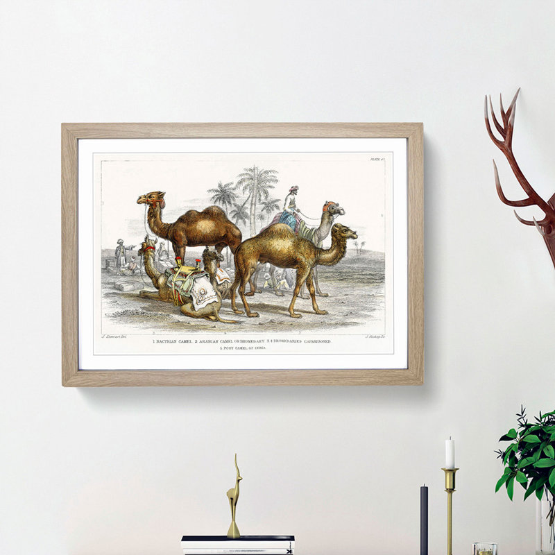 Camels by Oliver Goldsmith - Picture Frame Painting Print, Oak Framed, 36cm H x 48cm W x 2cm D