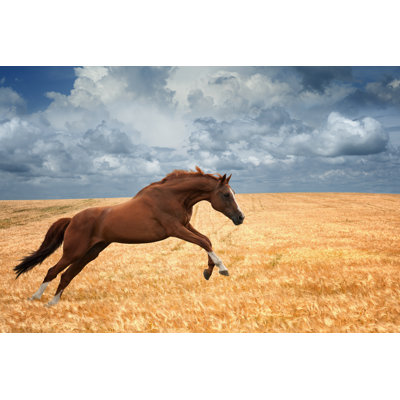 Cheval qui court - photographie sur toile tendue
