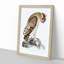 Horned Owl by John Edward Gray - Picture Frame Painting Print-55763786-55763791