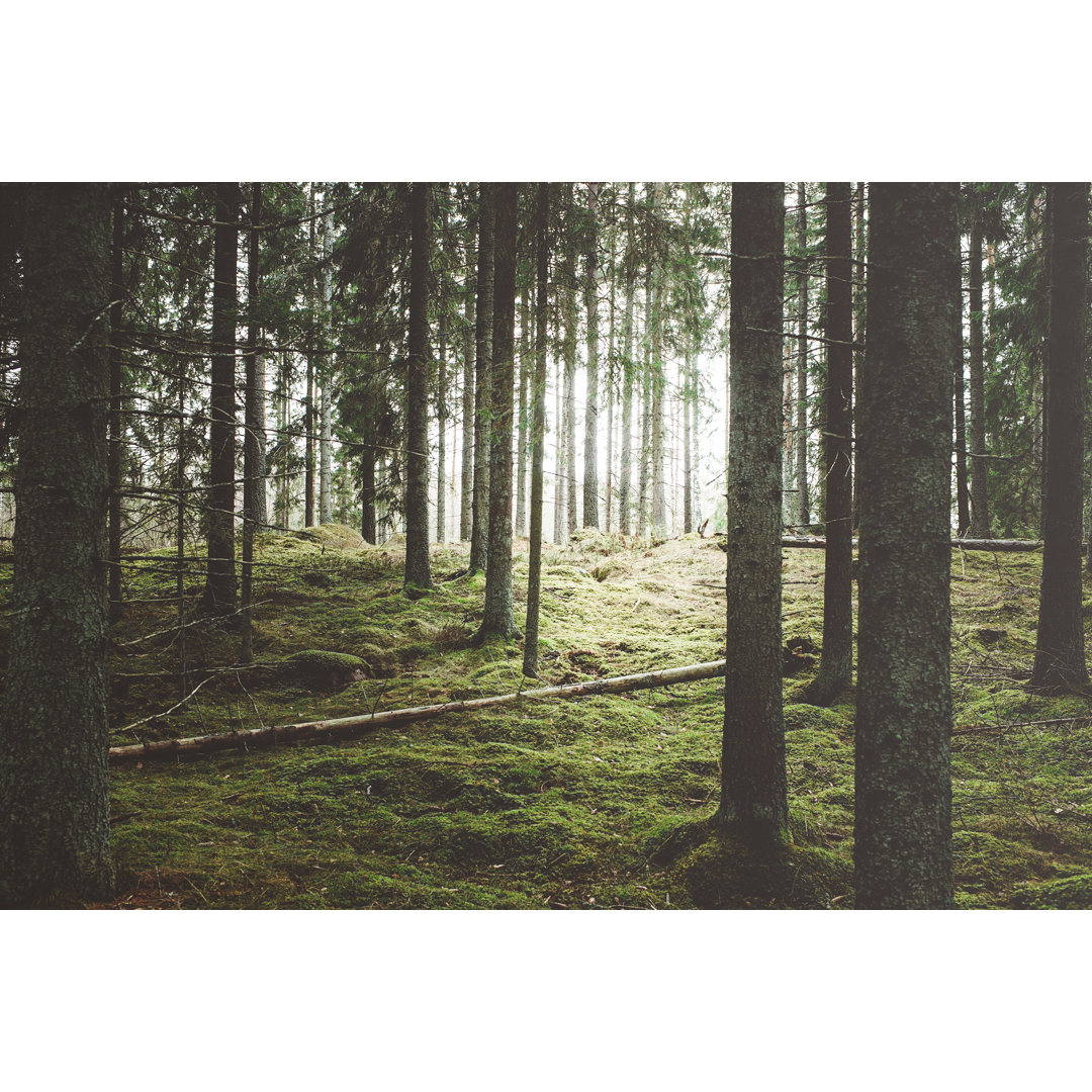 Beautiful Woods Forest von Knape - Leinwandbild