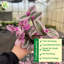 Live Tradescantia Nanouk Plant-2073886006