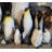 King Penguin Statue