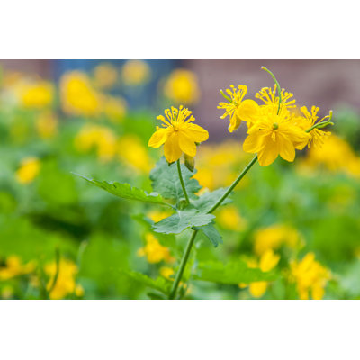 Flowering Celandine Plants Close-up by V_zaitsev - Wrapped Canvas Print