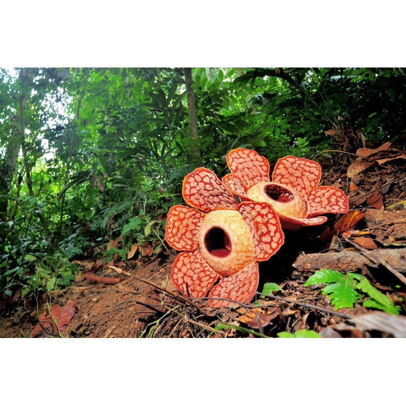 Rafflesia - Wrapped Canvas Print, 30cm H x 46cm W x 3.8cm D