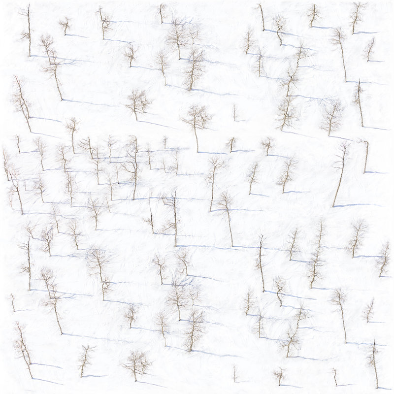Birch Trees 10' L x 24" W Wallpaper Roll, Self-adhesive, PVC