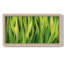 Toile encadrée de qualité supérieure Blades of Grass III - prête à être accrochée-88113072
