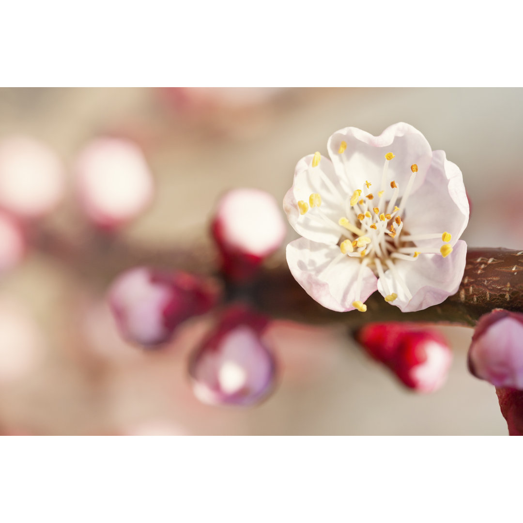 Kirschblüte von Danchooalex - Kunstdrucke auf Leinwand ohne Rahmen