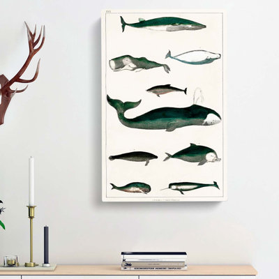 Various Whales XXX by Oliver Goldsmith - Wrapped Canvas Painting Print