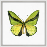 Butterfly Study 7' Framed Graphic Art Print on Glass