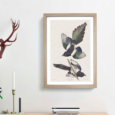American Magpie by John Audubon - Single Picture Frame Painting
