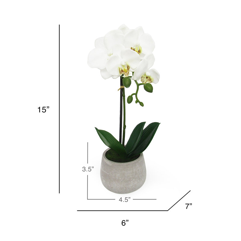 Arrangement floral orchidées phalaenopsis en pot, Blanc, H 15 po x l 6 po x P 7 po
