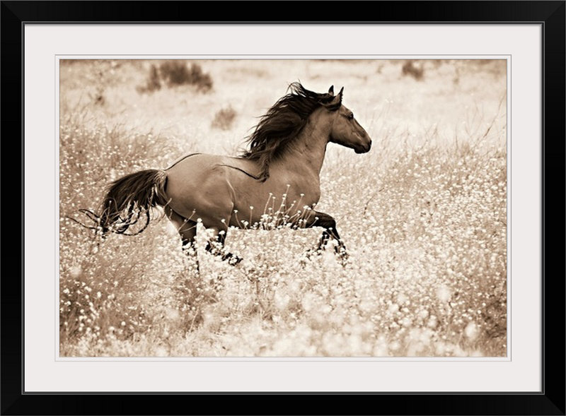 «Kemani Courir libre» Lisa Dearing, reproduction de photo, H 20 po x l 26 po x P 1 po, Cadre noir