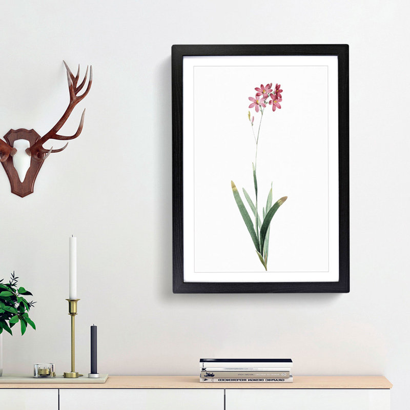 Corn Lily in Pink by Pierre-Joseph Redoute - Picture Frame Painting Print, Black Framed, 65cm H x 48cm W x 2cm D