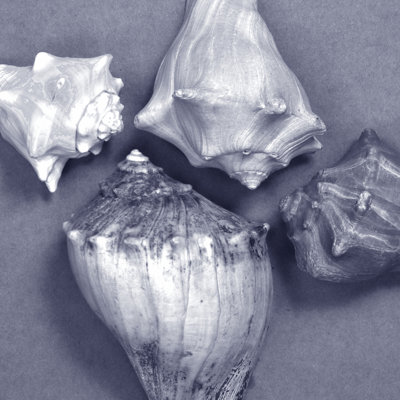 Shell Convergence VI by Renée W. Stramel - Wrapped Canvas Print