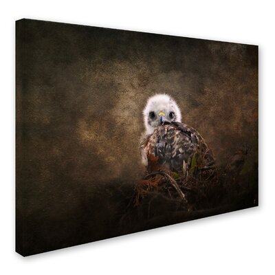 Nestling Baby Red Shouldered Hawk' Graphic Art Print on Wrapped Canvas -  Trademark Fine Art, ALI13900-C1419GG