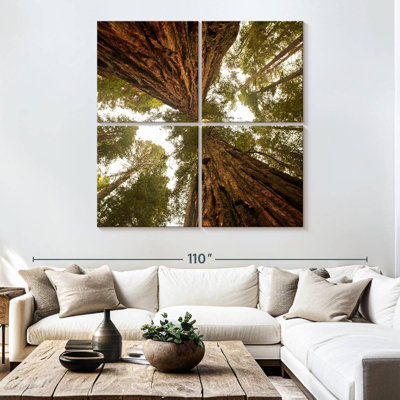 Towering Sequoia Trees