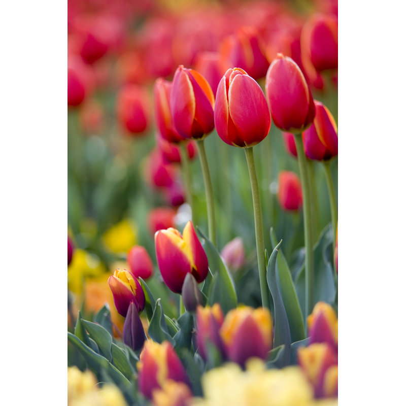 Red And Yellow Tulips by Avid_creative - Wrapped Canvas Print, 122cm H x 81cm W x 3.8cm D