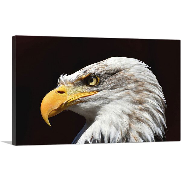 ARTCANVAS Bald Eagle Portrait On Canvas Print | Wayfair