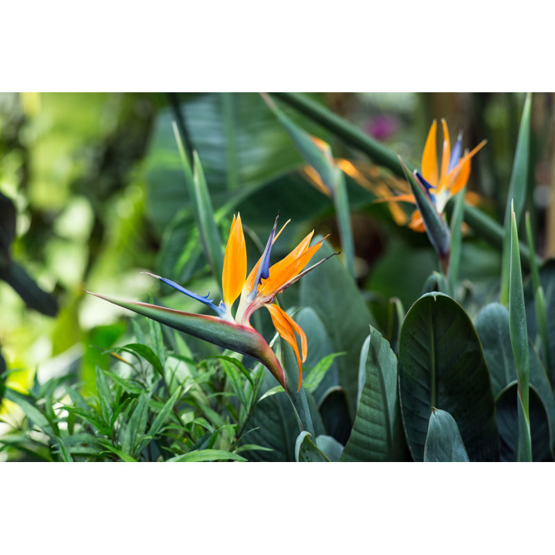 Strelitzia Flower 1 Piece Wrapped Canvas Wall Art, 51cm H x 76cm W x 3.8cm D